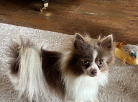 Stunning Long Haired Chihuahua Puppies For Sale