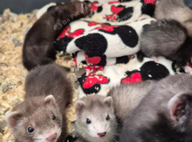 Ferrets for sale