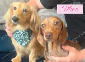 Sullivan Miniature Long Hair Cream Daschund
