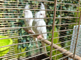 Two Albino Cockatiels