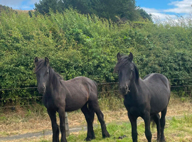 2 registered fell yearling colts half brothers