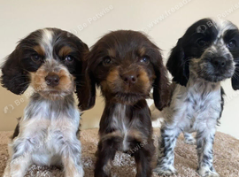 Kc registered show type spaniels