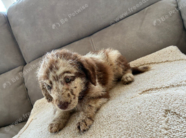 Merel labradoodle