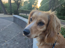 10 month old cocker spaniel for sale
