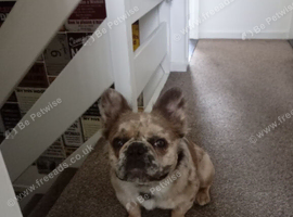 Long hair french bulldog