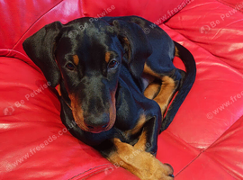 KC registered puppies