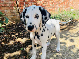 10 week old male Dalmation puppy
