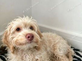 Female cockapoo