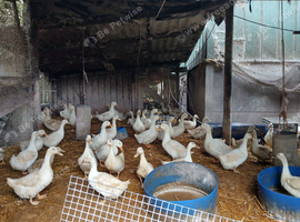 White Ducks