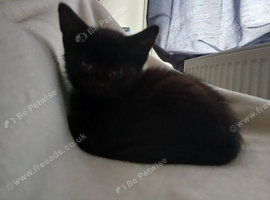 Black kitten