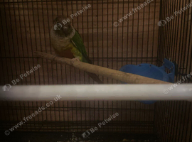 2 males