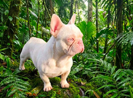 PLATINUM PINK FRENCH BULLDOG