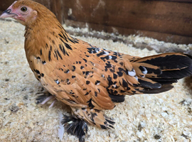 Sablepoot Pullet Growers