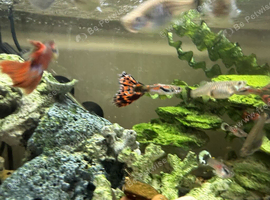 Guppies