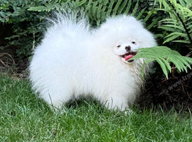 Beautiful Pure White Boy Kc Registered