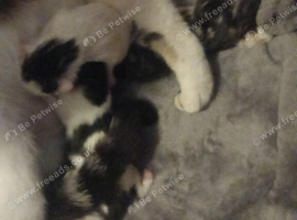 8 week old kittens  and mother