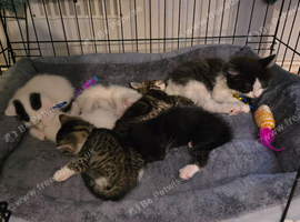 Gorgeous kittens ready to reserve