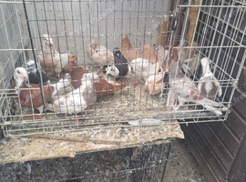 17 Iranian Pigeons