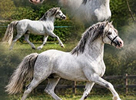 Stunning Welsh section a licensed stallion