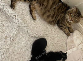Half Maine Coon female kitten