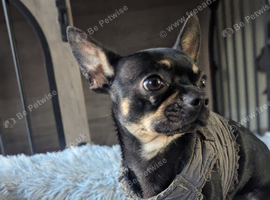 1 year old male chihuahua 300 Ono