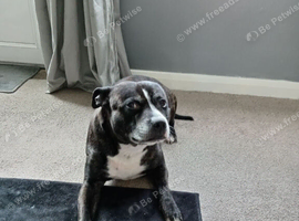 Staffy looking for a good home