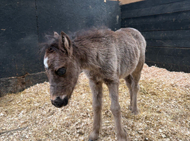 2026 Filly to make 10.2hh
