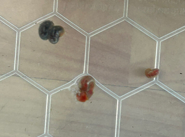 X10 red Ramshorn snails