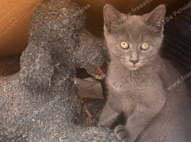Female Maine Coon Cross