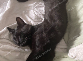 Mylo &mdash; Loving Home Needed ️