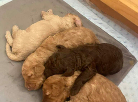 Charming Cavapoo Puppies Awaiting Homes description