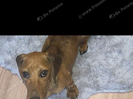 Beautiful Half breads  dachshund Half Jack Russell