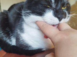 3 year old cat for sale