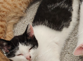 Two Beautiful Kittens Looking for Loving Homes