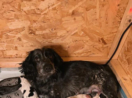 3 Cocker Spaniels ready to reserve