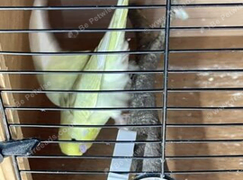 budgies zebra finches and parrotlets