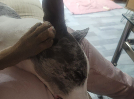 Lovely 3 year old lurcher