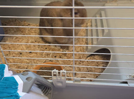 Mini lop for sale