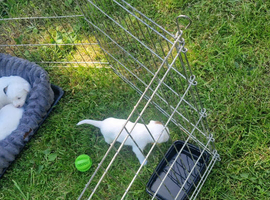 Jack russel puppies
