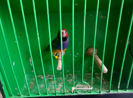 Beautiful male red face gouldian