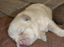 Chow chow pups