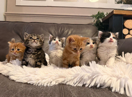 Maine coon x ragdoll x fluffy longhaired kittens