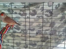 Zebra Finch's for sale