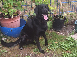 Rehoming adult lab