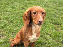 15 Month Old Cocker Spaniel Bitch
