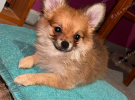 2 beautiful pomchi puppies