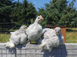 Lavender Pekin Trio