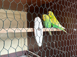 Lovely budgies pair