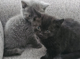 Two beautiful BSH kittens for sale
