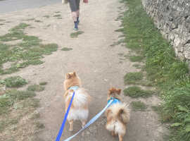 Need a hand with your furry friends ?